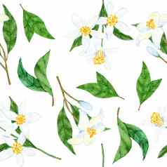 水彩无缝的手画模式白色柑橘类柠檬花小分支机构绿色叶子优雅的柔和的夏天花背景南部婚礼邀请包装纸纺织
