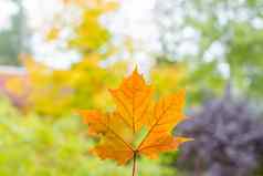 不错的细节自然大橙色叶心形的洞关闭秋天风景背景黄色的枫木叶心雕刻中间谎言