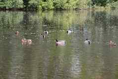 家庭水禽饲料池塘游泳温暖的水萨默顿湖