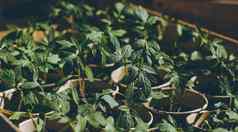 首页幼苗番茄花园年轻的番茄植物日益增长的土壤