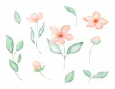 水彩花元素粉红色的花叶子春天色彩斑斓的装饰手画插图白色背景