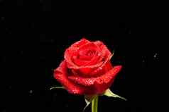 新鲜的红色的玫瑰雨滴黑色的背景
