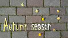 登记秋天季节背景砖路发芽草黄色的秋天叶子前视图平躺