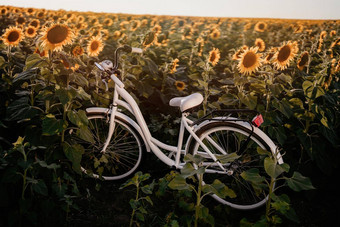 令人惊异的复古的风格白色自行车盛开的向日葵场日落背景大气场景古董照片