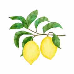 水彩手画插图黄色的成熟的地中海柠檬绿色优雅的叶子夏天水果柑橘类剪纸艺术婚礼卡片邀请自然设计