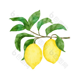 水彩手画插图黄色的成熟的地中海柠檬绿色优雅的叶子夏天水果柑橘类剪纸艺术婚礼卡片邀请自然设计