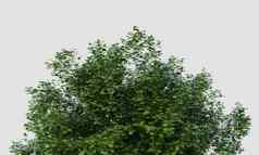树顶大宏碁马科菲勒姆树孤立的白色背景自然对象概念插图呈现