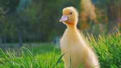 可爱的黄色的小鸭子绿色草