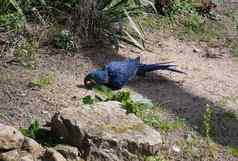 蓝色的风信子金刚鹦鹉鹦鹉伍珀塔尔绿色动物园德国