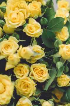 黄色的玫瑰婚礼假期花花园风格概念
