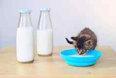 最喜欢的事情猫薄荷工作室拍摄可爱的虎斑小猫喝牛奶碗表格