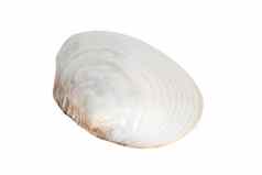 图像贝壳蛤珍珠白色背景海底动物海贝壳