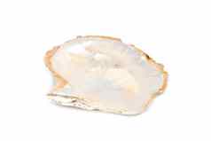 图像贝壳蛤珍珠白色背景海底动物海贝壳