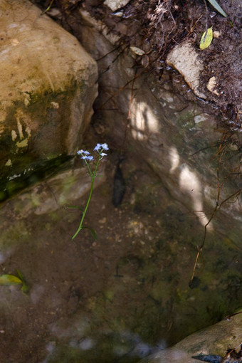 自然春天源纯清洁水自然储备
