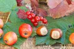 秋天生活水果山楂榛子分支荚莲属的植物