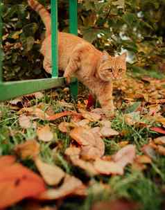 红色的猫背景秋天景观