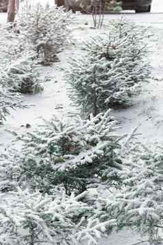 冷杉集团可爱的圣诞节树雪梳理行雪片冬天发病季节