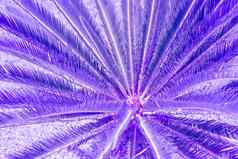 异国情调的植物棕榈叶子关闭二人组紫色的蓝色的梯度语气充满活力的时尚的颜色概念时尚艺术最小的超现实主义热带多汁的花设计