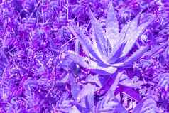 异国情调的植物棕榈叶子关闭二人组紫色的蓝色的梯度语气充满活力的时尚的颜色概念时尚艺术最小的超现实主义热带多汁的花设计