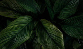特写镜头绿色叶子热带植物花园密集的黑暗绿色叶美模式纹理背景绿色叶子水疗中心背景绿色壁纸前视图观赏植物花园