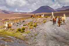 火焰羊驼野生阿塔卡马沙漠安第斯山脉Altiplano智利