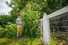 肖像可爱的孩子男孩场农村绿色植物玉米夏天一天生态自然农业夏天休闲村概念