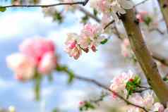 樱桃树粉红色的花朵关闭盛开的樱花树春天花背景复制空间全景图像