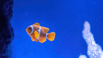 色彩斑斓的礁鱼眼球小丑鱼安菲普瑞恩眼球假珀库拉小丑鱼小丑鱼