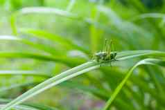 绿色蚱蜢昆虫长叶