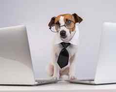 杰克罗素梗狗眼镜领带坐在笔记本电脑白色背景