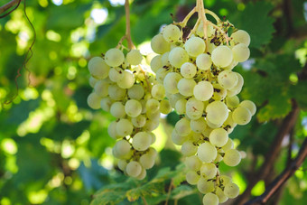 特写镜头束成熟的白色酒葡萄他来了绿色葡萄他来了花园群葡萄他来了葡萄种植园葡萄藤阿普利亚意大利