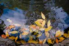 色彩鲜艳的秋天叶子池塘湖水浮动秋天叶秋天季节叶子雨水坑阳光明媚的秋天一天树叶10月天气11月自然背景美丽的反射水