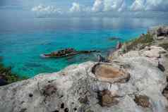 灰色的鬣蜥岩石加勒比海背景