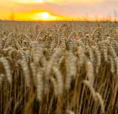 耳朵金小麦关闭农业场农村风景闪亮的阳光背景成熟耳朵草地小麦场丰富的收获概念