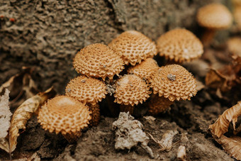 小菌类植物pholiotasquarrosa下降叶子秋天有鳞的罕见的蘑菇<strong>上市</strong>红色的书自然森林栖息地