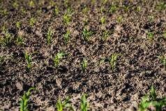 行玉米豆芽开始成长年轻的玉米幼苗日益增长的土壤农业概念