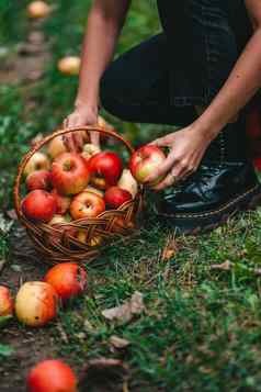认不出来女人挑选成熟的红色的苹果水果绿色花园有机生活方式农业园丁占领