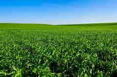 乌克兰绿色场小麦蓝色的天空太阳白色云仙境生绿色小麦场夏天日落天空云生绿色小麦场夏天日落天空云