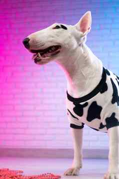 白色牛梗发现了狗衣服砖墙霓虹灯粉红色的蓝色的音调