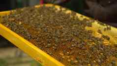 蜂蜜蜜蜂框架蜂窝养蜂人持有框架昆虫养蜂场相机移动