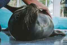 兽医培训南美国海狮子动物园