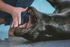 兽医培训南美国海狮子动物园