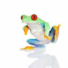 美丽的红色的眼树青蛙白色背景