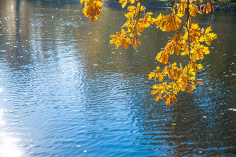 橡木树分支弓水秋天森林秋天颜色秋天树公园阳光明媚的天气黄色的秋天叶子分支机构蓝色的天空