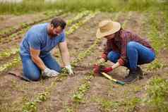 农民种植植物有机可持续发展的农场花园在户外夫妇播种蔬菜作物幼苗肥沃的土壤农田工作农业行业