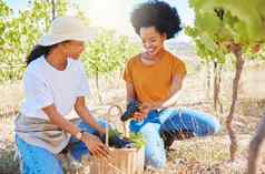 葡萄葡萄园农业农民营养学家工人工作新鲜的黑色的水果农场土地农村快乐黑色的女人可持续发展的农业酿酒行业有机植物