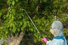保护苹果树真菌疾病害虫压力喷雾器