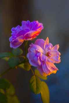 有创意的拍摄一对玫瑰灌木pink-colored玫瑰植物概念情人节一天