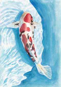 美丽的锦 鲤鲤鱼绕水下水彩插图