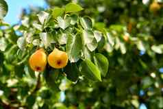 成熟的黄色的梨分支绿色树味道夏天